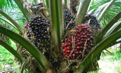 Golden period for oil palm companies