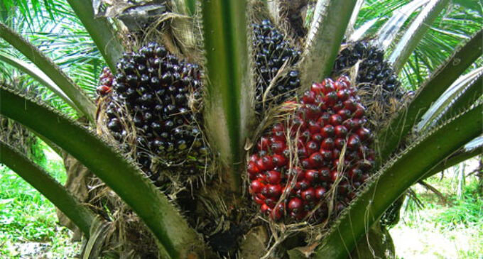 Okomu Oil Palm: Reaping the rewards of internal dependence