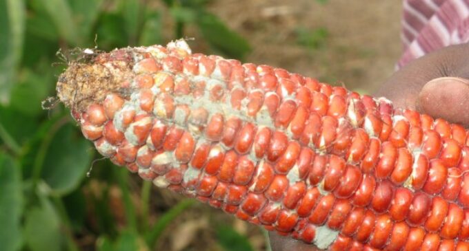 UN: Aflatoxins, the major cause of liver cancer in Africa