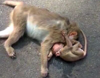 Inconsolable baby monkey mourns dead mother