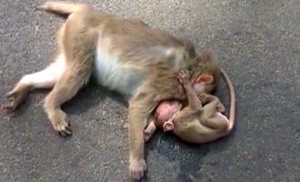 Inconsolable baby monkey mourns dead mother