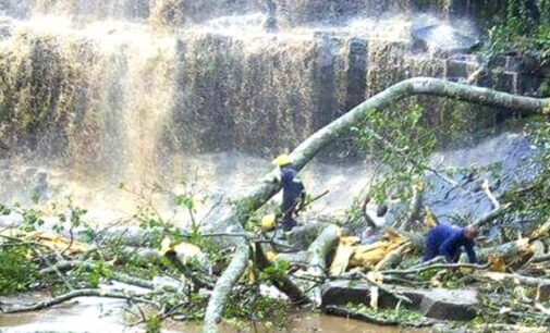 Tree crushes 18 to death at Ghana waterfall   