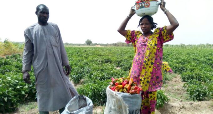 FAO empowers 200,000 IDP farmers, says ‘time to act is now’
