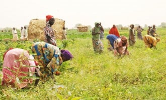 Yobe, World Bank empower IDPs to invest in agriculture