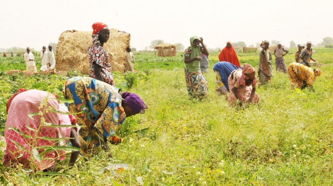 Yobe, World Bank empower IDPs to invest in agriculture