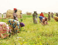 Yobe, World Bank empower IDPs to invest in agriculture