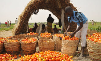Northern farmers blame pest as tomato price soars