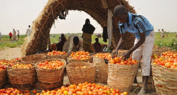 A cry for help from Nigeria’s agriculture sector