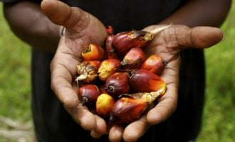Okomu Oil Palm: Expect the biggest profit in five years