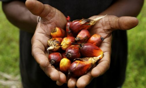 Okomu Oil Palm: Expect outstanding result for third straight year