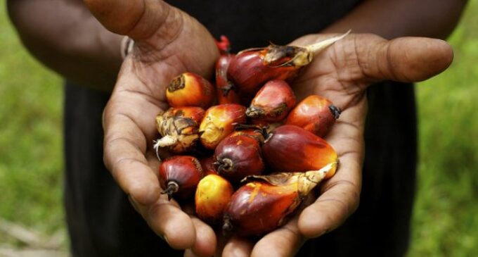 Okomu Oil Palm: Expect the biggest profit in five years