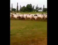TRENDING VIDEO: Herdsmen invade Anambra school with cows