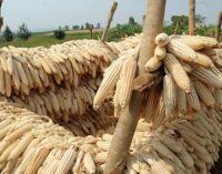 CBN bans forex for maize importation