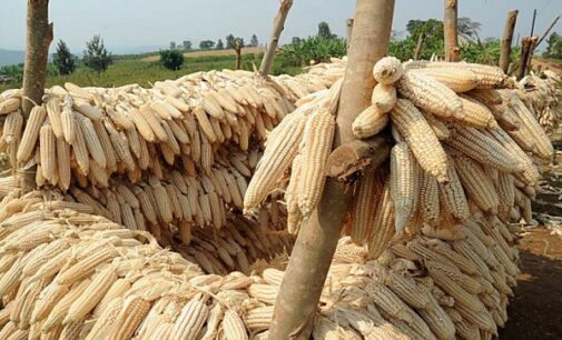 IITA: Diseases threatening Nigeria’s $6bn turnover from maize