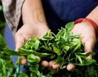 Sri Lanka keen on partnering with Nigeria on tea production