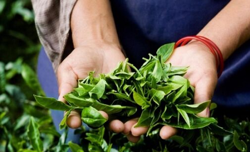 Sri Lanka keen on partnering with Nigeria on tea production