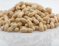 Four health benefits of groundnuts
