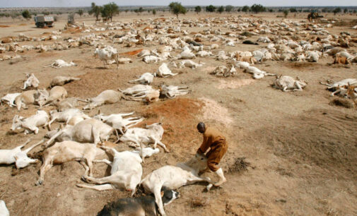 Devastating drought kills two million animals in Ethiopia