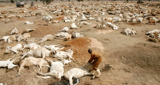 Devastating drought kills two million animals in Ethiopia