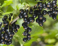 Eat Me: Seven reasons blackcurrant is good for your health