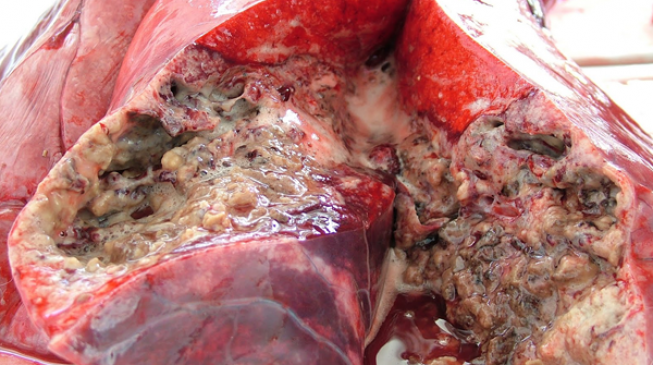 For the love of meat, you must read this!