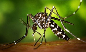 Zika virus ‘may possess’ potential cure for brain cancer