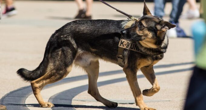 Air force to deploy k-9 dogs to airports
