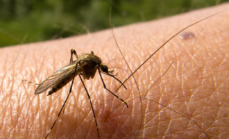 Nigeria ‘unlikely to eliminate’ malaria by 2030