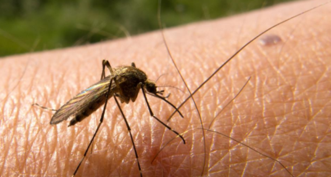 NiMet: Weather conditions in March, April could lead to high prevalence of malaria