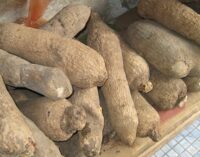 US rejects Nigeria’s yam over ‘poor quality’