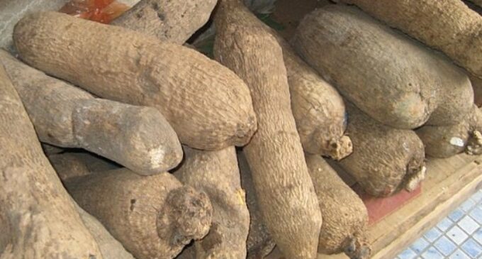 US rejects Nigeria’s yam over ‘poor quality’