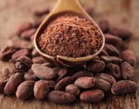 Eat Me: Good for the brain, fights cancer… the many benefits of cocoa bean