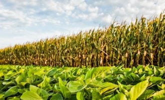 NIPC: FG to set up $1bn crop processing zone in Niger