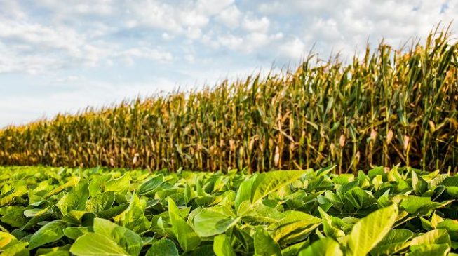 NIPC: FG to set up $1bn crop processing zone in Niger