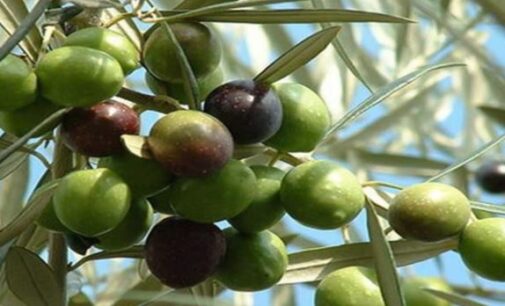 Eat Me: Six reasons olives are good for you