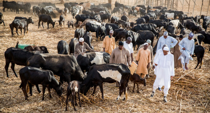Of cows, herdsmen and the silence of the Rock