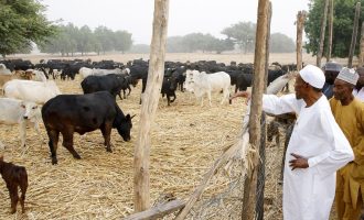 What a cow says about the president