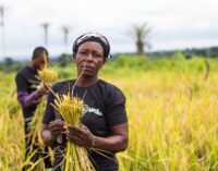Nigeria’s ‘first’ agrictech startup gets $1m for local farmers