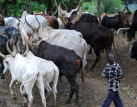 Herdsmen on rampage: When will Mr President act?