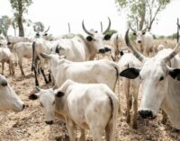 EXTRA: Adamawa councillor declared wanted over ‘cattle rustling’