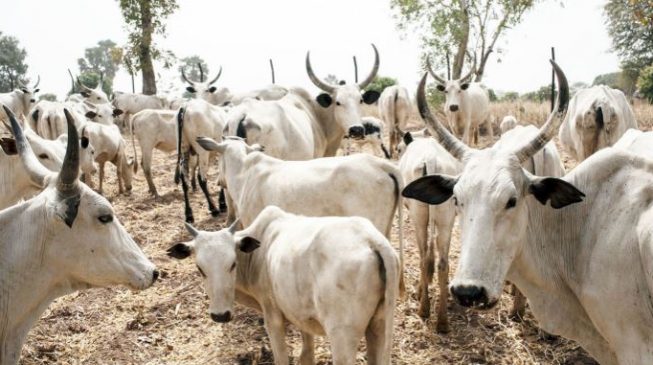 Fresh killings as herdsmen, villagers clash in Adamawa