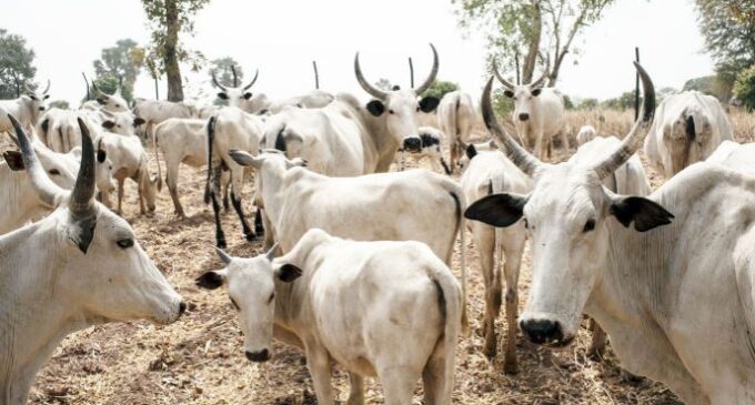 Fintiri and the complex cattle tax increment