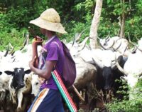 Ortom: Over one million cows invaded Benue — despite ongoing army operation