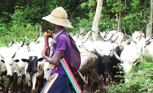 Ortom: Over one million cows invaded Benue — despite ongoing army operation