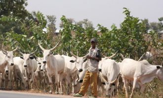 Fulani herdsmen and the logic of false consensus