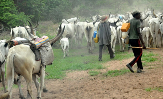 CSOs: Those who killed a herdsman were arrested but killer herdsmen still on the prowl