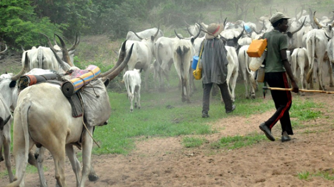 CSOs: Those who killed a herdsman were arrested but killer herdsmen still on the prowl