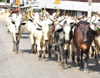 No cattle ‘roaming’, five-year jail term… what to know about the grazing law ‘tearing Benue apart’