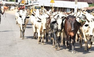 Oyo APC gov aspirant says ranching is solution to farmers, herdsmen clashes