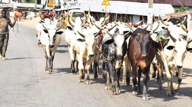 No cattle ‘roaming’, five-year jail term… what to know about the grazing law ‘tearing Benue apart’